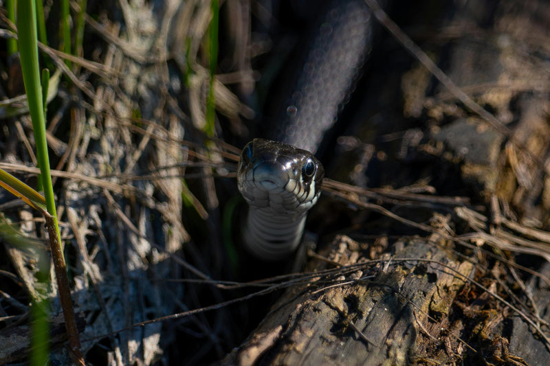 black snake hiding in the scrub